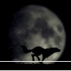:zzz: cool pics